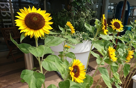 茅ヶ崎東店 ブログ一覧 トヨタモビリティ神奈川 トヨタ自動車webサイト